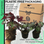 Foliage Begonia Avior