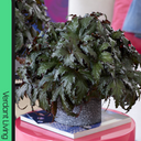 Foliage Begonia Avior Plant
