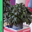 Foliage Begonia Avior