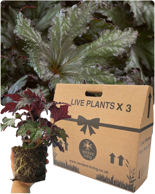 Hand holding a bare root ball of Begonia 'Avior' with silver-green veined leaves, beside a Live Plants x 3 box