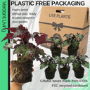 Foliage Begonia Avior Plant