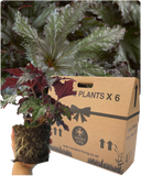 Foliage Begonia Avior Plant