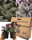 Foliage Begonia Avoir & Maia