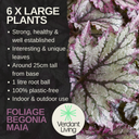 Foliage Begonia Maia Plant