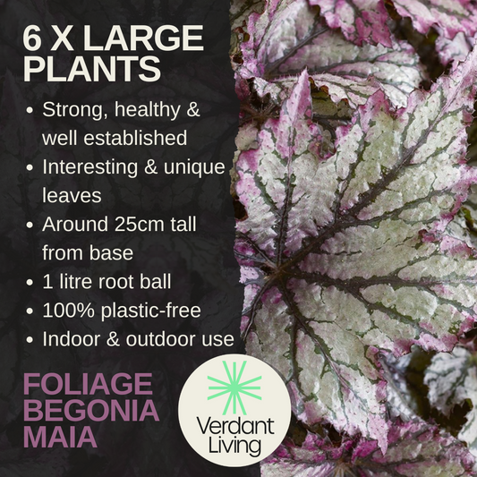 Care information card for Begonia 'Maia', pink and silver patterned leaves shown beside the facts