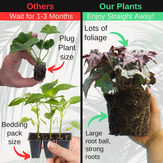 Begonia 'Spacestars Maia' – Foliage Begonia for Indoors and Out (3 or 6 x 1L Pots)