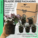 Foliage Begonia Maia Plant