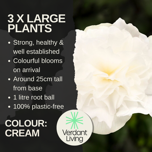 Care information card for a cream Begonia Nonstop, showing one full double cream bloom