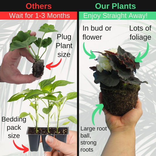 Begonia 'Nonstop Cream Shades' – Upright Tuberous Begonia (3 or 6 x 1L Pots)