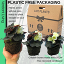 Begonia Nonstop Cream Shades Plants (Set of 3 or 6)