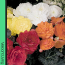 Begonia Nonstop Cream Shades Plants (Set of 3 or 6)
