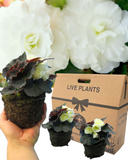 Begonia Nonstop Cream Shades Plants (Set of 3 or 6)