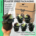Begonia Nonstop Cream Shades Plants (Set of 3 or 6)