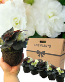 Begonia Nonstop Cream Shades Plants (Set of 3 or 6)