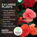Begonia Nonstop Random Colour Mix Plants (Set of 3 or 6)