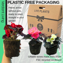 Begonia Nonstop Random Colour Mix Plants (Set of 3 or 6)
