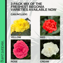 Begonia Nonstop Random Colour Mix Plants (Set of 3 or 6)