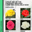 Begonia Non-stop Random Colour Mix