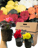 Begonia Nonstop Random Colour Mix Plants (Set of 3 or 6)
