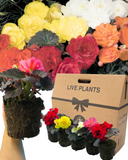 Begonia Nonstop Random Colour Mix Plants (Set of 3 or 6)