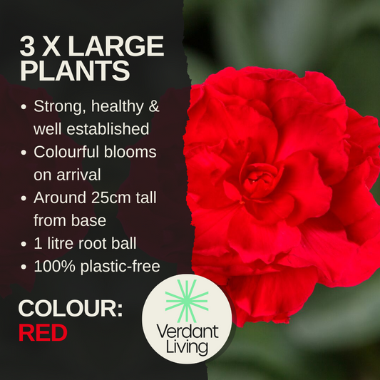 Care information card for a red Begonia Nonstop, one full double scarlet bloom filling the right side