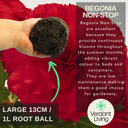 Begonia Nonstop Red Plants (Set of 3 or 6)