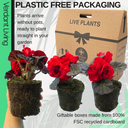 Begonia Nonstop Red Plants (Set of 3 or 6)
