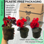 Begonia Non-stop Red