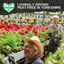 Begonia Non-stop Red