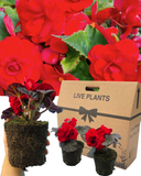Begonia Nonstop Red Plants (Set of 3 or 6)