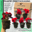 Begonia Nonstop Red Plants (Set of 3 or 6)