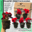 Begonia Non-stop Red
