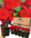 Begonia Nonstop Red Plants (Set of 3 or 6)