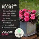 Begonia Nonstop Rose Plants (Set of 3 or 6)