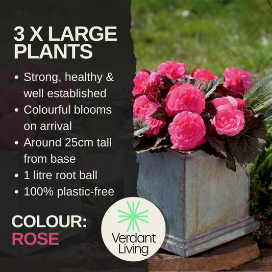 Care information card for a rose-pink Begonia Nonstop, shown flowering in a square garden planter
