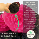 Begonia Nonstop Rose Plants (Set of 3 or 6)