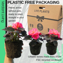 Begonia Nonstop Rose Plants (Set of 3 or 6)