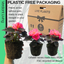 Begonia Non-stop Rose