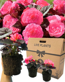 Begonia Nonstop Rose Plants (Set of 3 or 6)