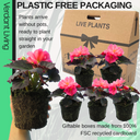 Begonia Nonstop Rose Plants (Set of 3 or 6)