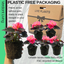 Begonia Non-stop Rose