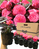 Begonia Nonstop Rose Plants (Set of 3 or 6)
