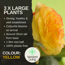 Begonia Nonstop Yellow Plants (Set of 3 or 6)