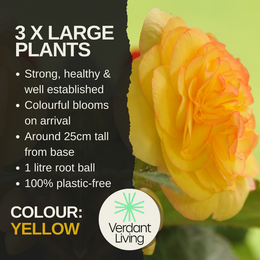 Begonia 'Nonstop Yellow' – Upright Tuberous Begonia (3 or 6 x 1L Pots)