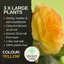 Begonia Non-stop Yellow