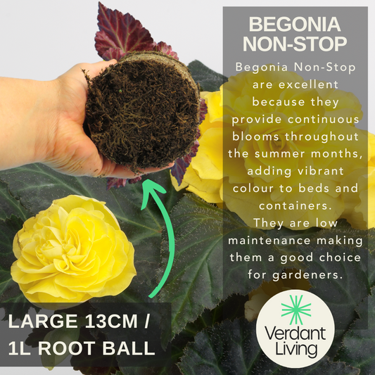 Care information card for Begonia Nonstop, hand holding a large 13cm root ball above a yellow double bloom