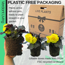 Begonia Nonstop Yellow Plants (Set of 3 or 6)