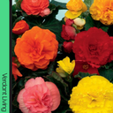 Begonia Nonstop Yellow Plants (Set of 3 or 6)