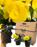Begonia Nonstop Yellow Plants (Set of 3 or 6)