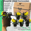 Begonia Nonstop Yellow Plants (Set of 3 or 6)